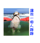 Sweet Old Dog SUPER（個別スタンプ：22）