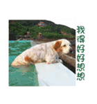 Sweet Old Dog SUPER（個別スタンプ：23）