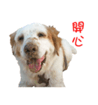 Sweet Old Dog SUPER（個別スタンプ：24）