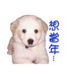 Sweet Old Dog SUPER（個別スタンプ：25）