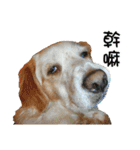Sweet Old Dog SUPER（個別スタンプ：29）