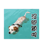 Sweet Old Dog SUPER（個別スタンプ：30）