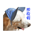 Sweet Old Dog SUPER（個別スタンプ：31）