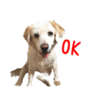 Sweet Old Dog SUPER（個別スタンプ：32）