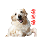 Sweet Old Dog SUPER（個別スタンプ：34）