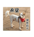 Sweet Old Dog SUPER（個別スタンプ：35）