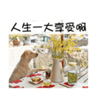 Sweet Old Dog SUPER（個別スタンプ：36）