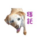 Sweet Old Dog SUPER（個別スタンプ：38）