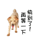 Sweet Old Dog SUPER（個別スタンプ：39）