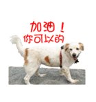 Sweet Old Dog SUPER（個別スタンプ：40）