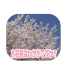 櫻 - SAKURA -（個別スタンプ：1）