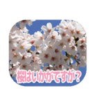 櫻 - SAKURA -（個別スタンプ：2）