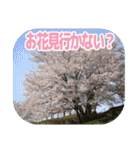 櫻 - SAKURA -（個別スタンプ：4）