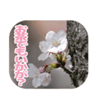 櫻 - SAKURA -（個別スタンプ：6）