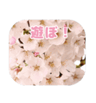 櫻 - SAKURA -（個別スタンプ：8）