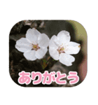 櫻 - SAKURA -（個別スタンプ：9）