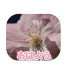 櫻 - SAKURA -（個別スタンプ：10）