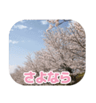 櫻 - SAKURA -（個別スタンプ：12）