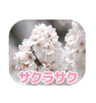 櫻 - SAKURA -（個別スタンプ：13）