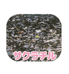 櫻 - SAKURA -（個別スタンプ：14）