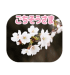 櫻 - SAKURA -（個別スタンプ：16）