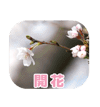 櫻 - SAKURA -（個別スタンプ：17）