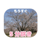 櫻 - SAKURA -（個別スタンプ：18）