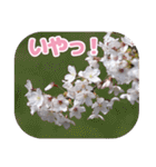 櫻 - SAKURA -（個別スタンプ：22）