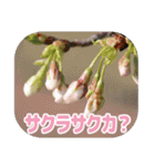 櫻 - SAKURA -（個別スタンプ：24）