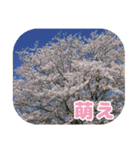 櫻 - SAKURA -（個別スタンプ：31）