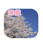 櫻 - SAKURA -（個別スタンプ：32）