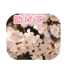 櫻 - SAKURA -（個別スタンプ：34）