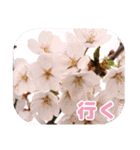 櫻 - SAKURA -（個別スタンプ：35）