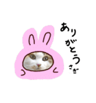 おふざけ三毛猫三毛吉。写真バージョン。（個別スタンプ：2）