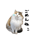 おふざけ三毛猫三毛吉。写真バージョン。（個別スタンプ：4）