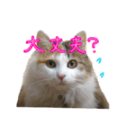 おふざけ三毛猫三毛吉。写真バージョン。（個別スタンプ：8）