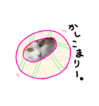 おふざけ三毛猫三毛吉。写真バージョン。（個別スタンプ：15）