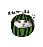 おふざけ三毛猫三毛吉。写真バージョン。（個別スタンプ：16）