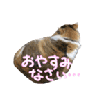 おふざけ三毛猫三毛吉。写真バージョン。（個別スタンプ：18）