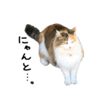 おふざけ三毛猫三毛吉。写真バージョン。（個別スタンプ：23）