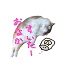 おふざけ三毛猫三毛吉。写真バージョン。（個別スタンプ：24）