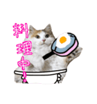 おふざけ三毛猫三毛吉。写真バージョン。（個別スタンプ：26）