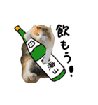 おふざけ三毛猫三毛吉。写真バージョン。（個別スタンプ：30）