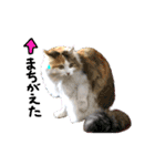 おふざけ三毛猫三毛吉。写真バージョン。（個別スタンプ：33）
