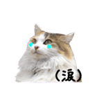 おふざけ三毛猫三毛吉。写真バージョン。（個別スタンプ：38）