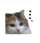 おふざけ三毛猫三毛吉。写真バージョン。（個別スタンプ：39）