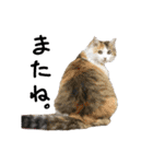おふざけ三毛猫三毛吉。写真バージョン。（個別スタンプ：40）