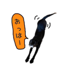 黒ラブハンちゃん4（個別スタンプ：4）