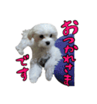 マルチーズのリンとチワワのへいすけ（個別スタンプ：3）