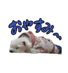 マルチーズのリンとチワワのへいすけ（個別スタンプ：6）